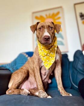 Goldie Golden the Quiet Perfect Companion -  Pit Bull Terrier and Labrador Retriever Dog for Adoption in Friendswood, Texas - Goldie Golden The Quiet Perfect Companion | PetCurious
