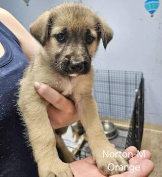 Norton -  Terrier and Hound Dog for Adoption in Gilberts, Illinois - Norton | PetCurious