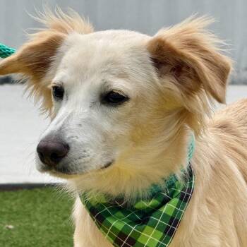 Dexter -  Spaniel and Mixed Breed Dog for Adoption in Hondo, Texas - Dexter | PetCurious