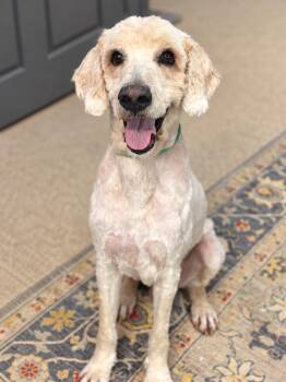 Alexander the Great -  Poodle Dog for Adoption in Meherrin, Virginia - Alexander The Great | PetCurious