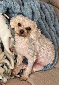 Hazel -  Maltipoo Dog for Adoption in Tifton, Georgia - Hazel | PetCurious
