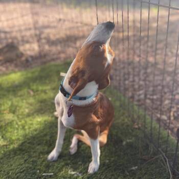 Ginger -  Chihuahua Dog for Adoption in Phoenix, Arizona - Ginger | PetCurious