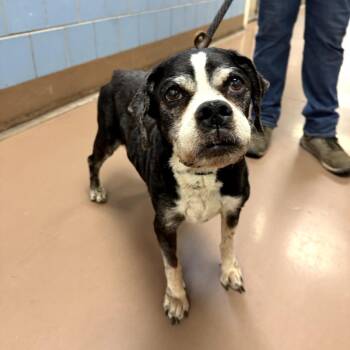 Beagle Dogs Available for Adoption in Northbrook, Illinois - Doris | PetCurious