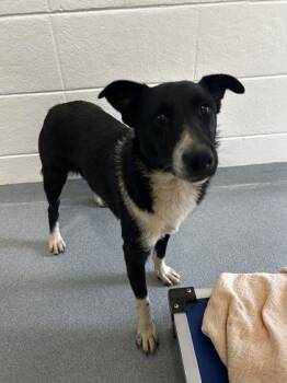 Midnight train to Memphis -  Mixed Breed Dog for Adoption in Spruce Pine, North Carolina - Midnight Train To Memphis | PetCurious