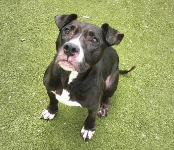Murphy Lee -  Mixed Breed and Pit Bull Terrier Dog for Adoption in Austin, Texas - Murphy Lee | PetCurious
