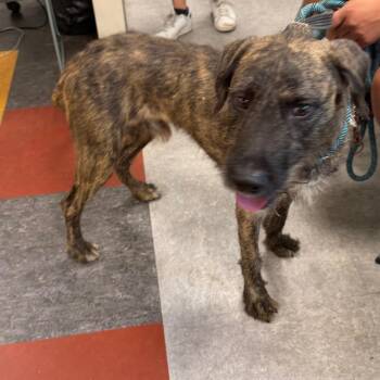 Pumba -  Mixed Breed Dog for Adoption in Philadelphia, Pennsylvania - Pumba | PetCurious