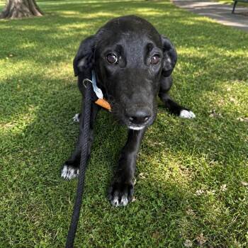 Retriever and Shepherd Dogs Available for Adoption in Tulsa, Oklahoma - Piper | PetCurious