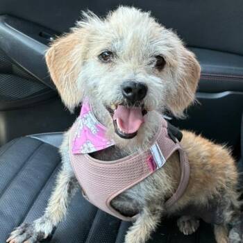 Rescue Maltese Dogs for Adoption in Auburn, Washington - EMMA | PetCurious
