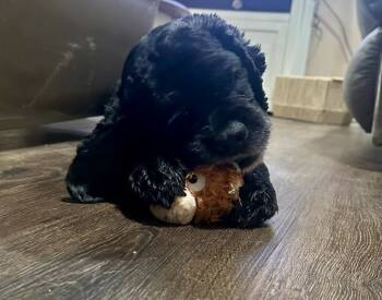 Rescue Cocker Spaniel Dogs for Adoption in Kimberlin Heights, Tennessee - Jack | PetCurious