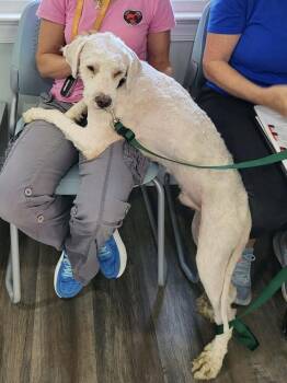 Banyan -  Bernese Mountain Dog and Poodle Dog for Adoption in Pottstown, Pennsylvania - Banyan | PetCurious
