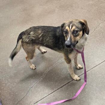 Ms. Jambo -  Shepherd Dog for Adoption in Chattanooga, Tennessee - Ms. Jambo | PetCurious