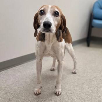 Sweet Girl -  Hound Dog for Adoption in Chatham, Virginia - Sweet Girl | PetCurious