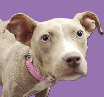 Rescue Weimaraner and American Staffordshire Terrier Dogs for Adoption in Savannah, Georgia - Ember | PetCurious
