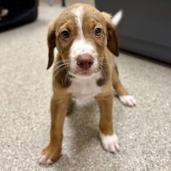 Enzo -  English Springer Spaniel and Labrador Retriever Dog Available for Adoption in Fullerton, Pennsylvania - Enzo | PetCurious