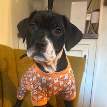 Aster -  Pit Bull Terrier Dog for Adoption in Buffalo, New York - Aster | PetCurious