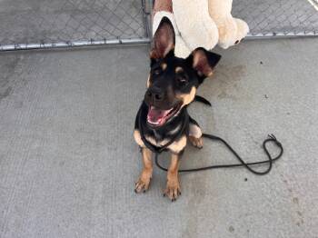 Rescue German Shepherd Dog Dogs for Adoption in Twentynine Palms, California - Presley (Milo) | PetCurious