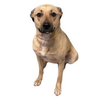 Black Mouth Cur Dogs Available for Adoption in Red Bluff, California - Ursula | PetCurious