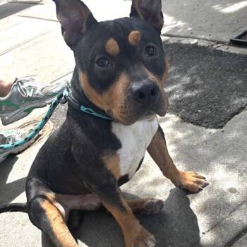 Churro -  Pit Bull Terrier Dog for Adoption in Newark, New Jersey - Churro | PetCurious