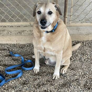 Yellow Labrador Retriever Dogs Available for Adoption - Sammy | PetCurious