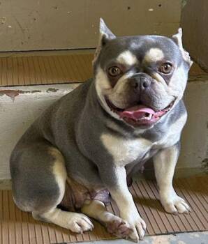 LILY -  French Bulldog Dog for Adoption in Elyria, Ohio - LILY | PetCurious