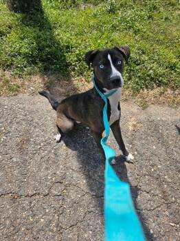 Mixed Breed Dogs Available for Adoption - Jethro | PetCurious