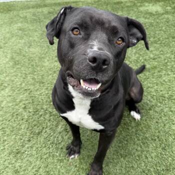 Cutie Pie -  Pit Bull Terrier and Mixed Breed Dog for Adoption in Hawthorne, California - Cutie Pie | PetCurious