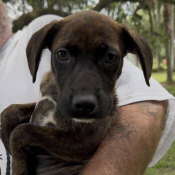 SHANNON (636) -  Hound and Mixed Breed Dog for Adoption in Indiantown, Florida - SHANNON (636) | PetCurious