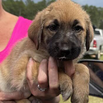 Lyra 3175 -  German Shepherd Dog and Labrador Retriever Dog for Adoption in Loxahatchee Groves, Florida - Lyra 3175 | PetCurious
