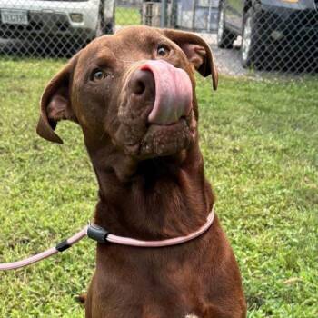Woodrow -  Chocolate Labrador Retriever Dog for Adoption in Troy, Virginia - Woodrow | PetCurious