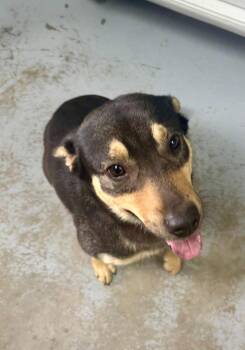 Deano -  Rottweiler Dog for Adoption in Chesterfield, South Carolina - Deano | PetCurious