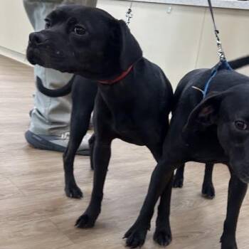 Coal -  Black Labrador Retriever and Beagle Dog for Adoption in Lyndhurst, Virginia - Coal | PetCurious