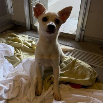 Marsha -  Terrier and Mixed Breed Dog for Adoption - Marsha | PetCurious