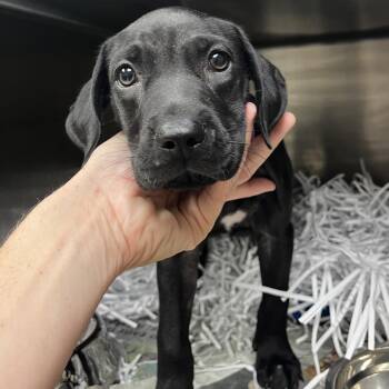 Tasha -  Mixed Breed Dog for Adoption in Lakeland, Florida - Tasha | PetCurious