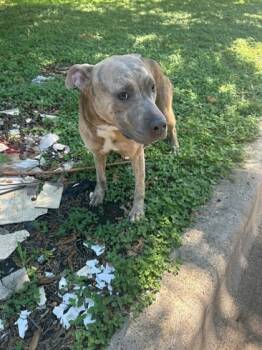 Rescue Pit Bull Terrier and Mixed Breed Dogs for Adoption in Fort Worth, Texas - 59290347 | PetCurious