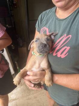 Swift -  Mixed Breed Dog for Adoption in Jackson, Mississippi - Swift | PetCurious
