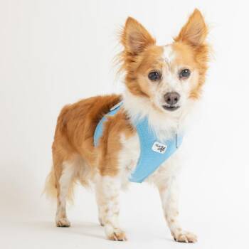 Carl Dean 14449 -  Chihuahua Dog for Adoption in San Francisco, California - Carl Dean 14449 | PetCurious