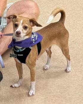 Ginger -  Chihuahua Dog for Adoption in Glocester, Rhode Island - Ginger | PetCurious