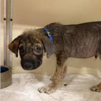 Rufus -  German Shepherd Dog Dog for Adoption in Larkfield-wikiup, California - Rufus | PetCurious