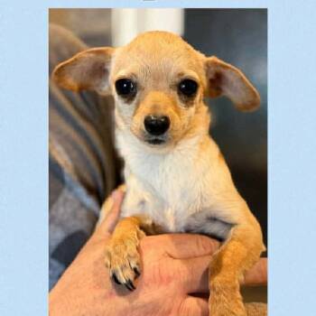 Chihuahua Dogs Available for Adoption in Loves Park, Illinois - Rodney | PetCurious