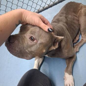 Jada -  Pit Bull Terrier Dog for Adoption in Lufkin, Texas - Jada | PetCurious