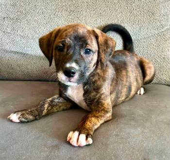 Violet -  Catahoula Leopard Dog Dog for Adoption in Clinton, Wisconsin - Violet | PetCurious
