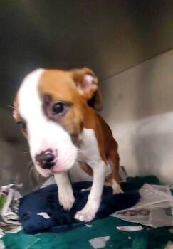 OBOE -  Pit Bull Terrier and Boxer Dog for Adoption in St. Louis, Missouri - OBOE | PetCurious