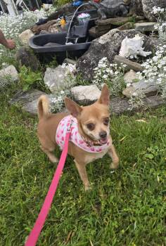 Toes -  Chihuahua and Mixed Breed Dog for Adoption in Chatsworth, Ontario - Toes | PetCurious