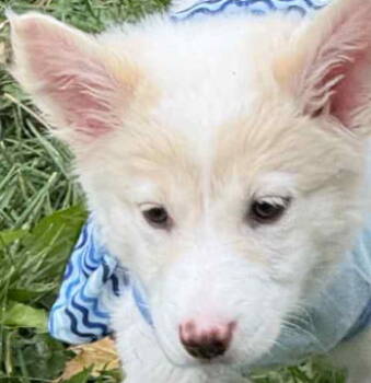Rescue Husky and Labrador Retriever Dogs for Adoption in Minesing, Ontario - JYNX | PetCurious