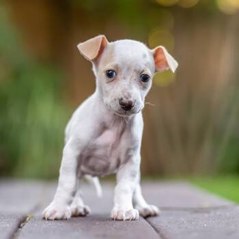 Noodle Pup - Fusilli -  Wire Fox Terrier and Poodle Dog for Adoption in San Diego, California - Noodle Pup - Fusilli | PetCurious