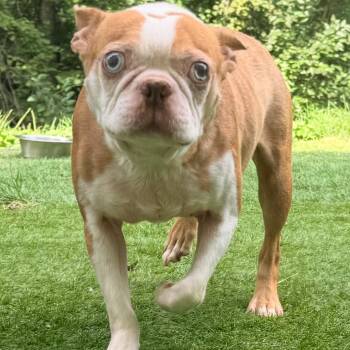 Red -  Boston Terrier Dog for Adoption in Waldorf, Maryland - Red | PetCurious