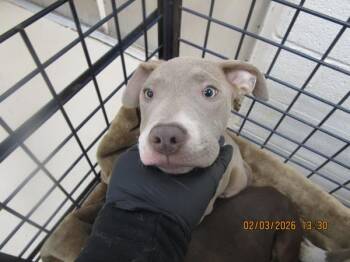 Pit Bull Terrier Dogs Available for Adoption - Reeves(316) | PetCurious