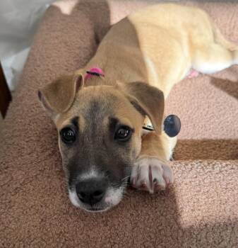 Labrador Retriever and Shepherd Dogs Available for Adoption - Cressida | PetCurious