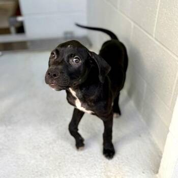 Avery 26-05-169 -  American Staffordshire Terrier Dog for Adoption in Bastrop, Texas - Avery 26-05-169 | PetCurious