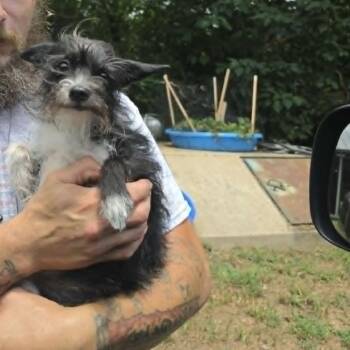 Figgy -  Yorkshire Terrier and Mixed Breed Dog for Adoption in Dover, Arkansas - Figgy | PetCurious